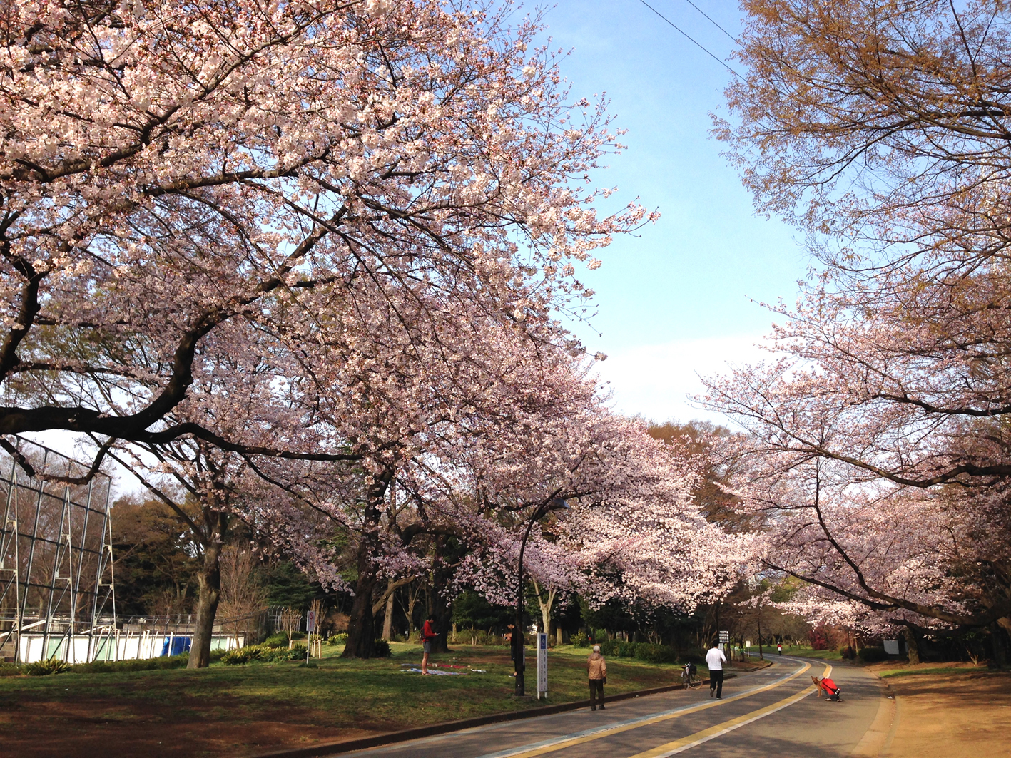 桜