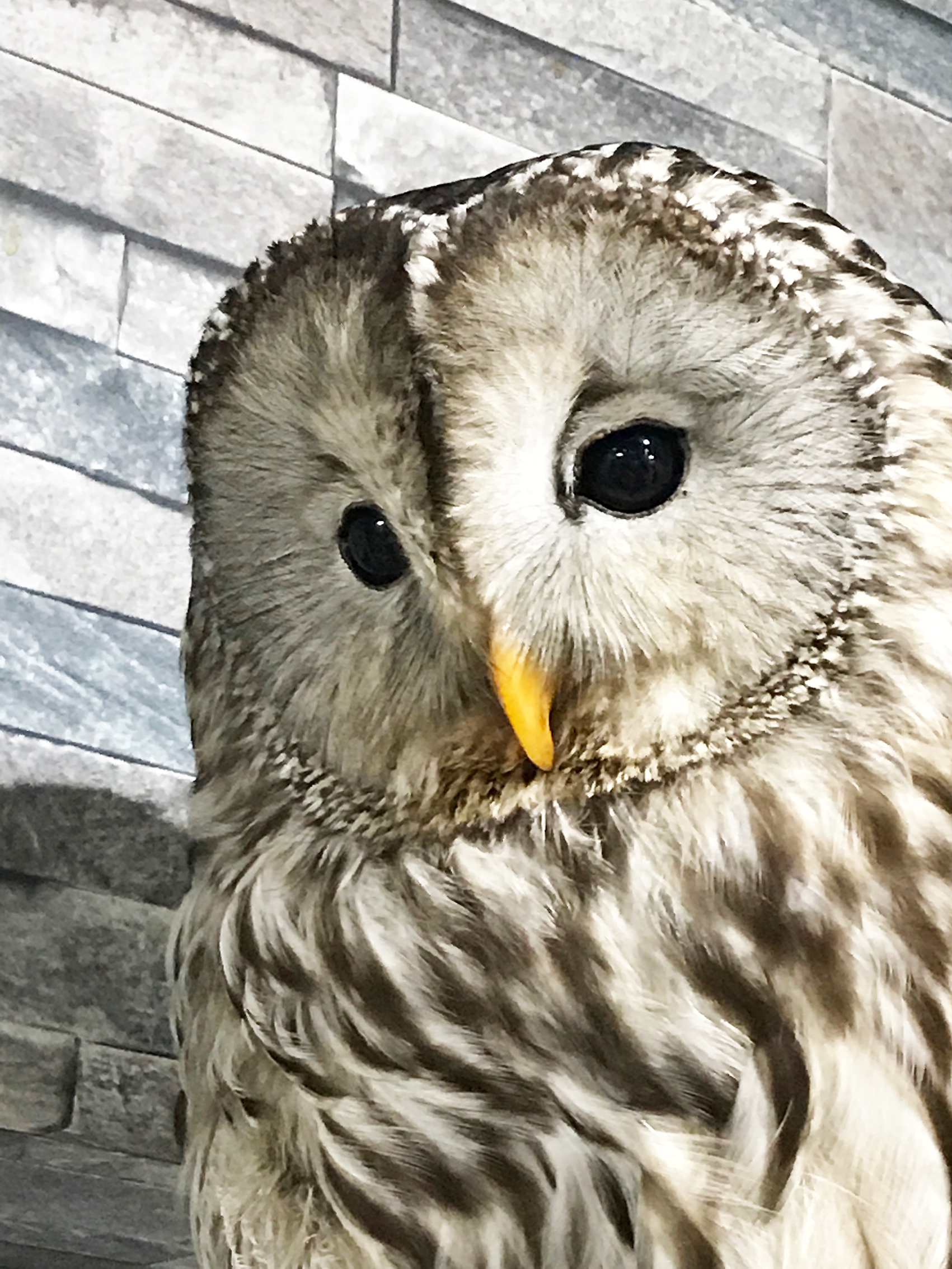 フクロウカフェ