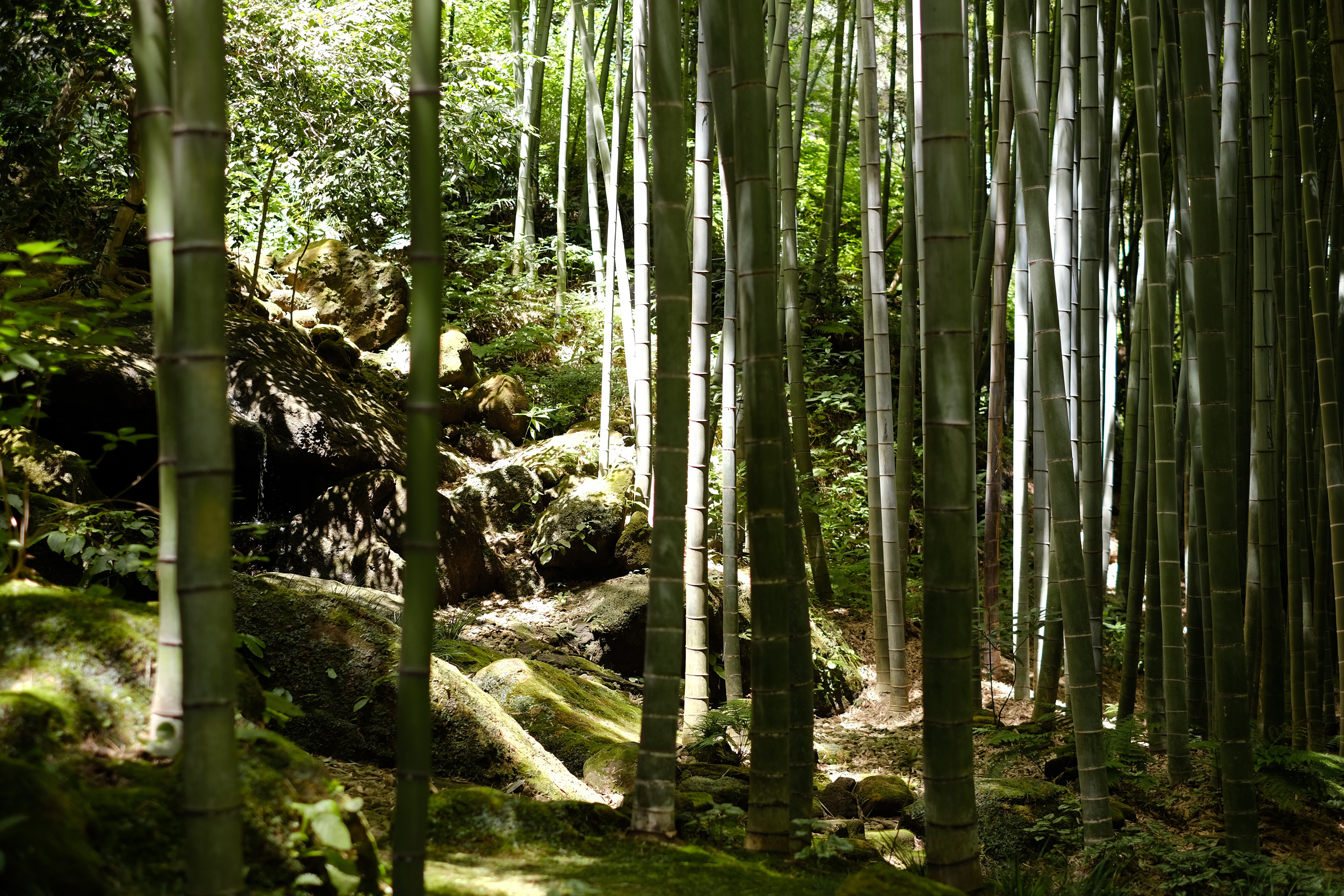 報国寺竹林